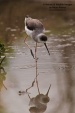 WildLife Photos of Birds, Waders, Black-winged Stilt, Himantopus himantopus